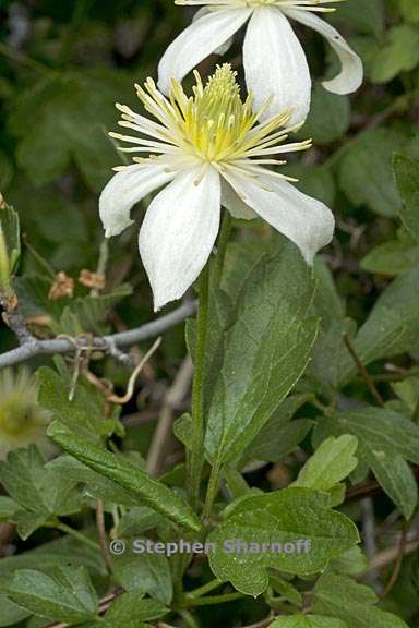 clematis lasiantha 4 graphic